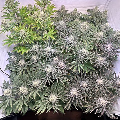 Animal Cookies growlog timeline photo