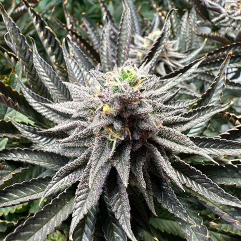 Orange Bud 2.0 growlog timeline photo
