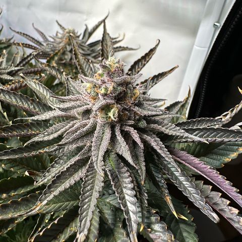 Orange Bud 2.0 growlog timeline photo
