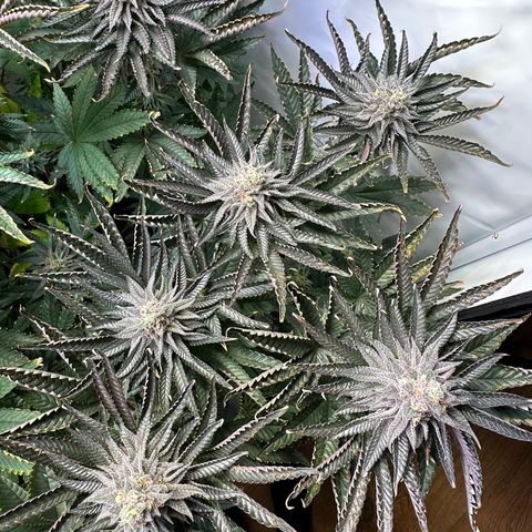 Orange Bud 2.0 growlog timeline photo