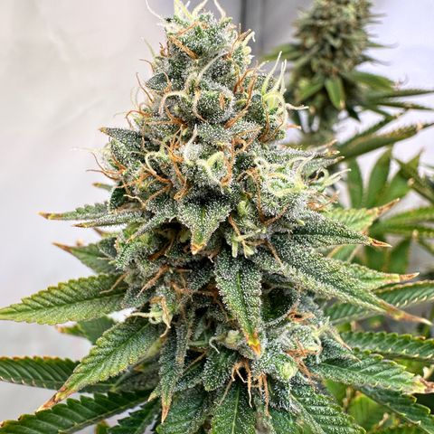 RS11 growlog timeline photo