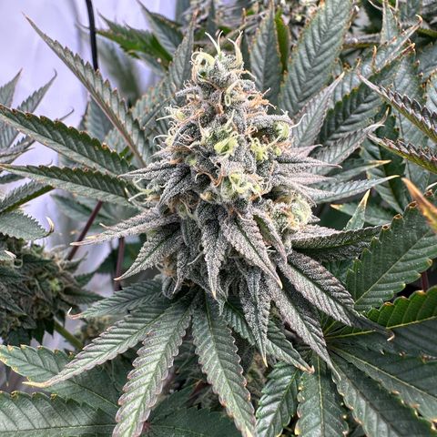 Animal Cookies growlog timeline photo