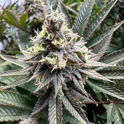 Animal Cookies growlog timeline photo
