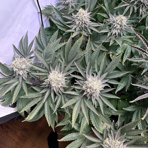 Animal Cookies growlog timeline photo