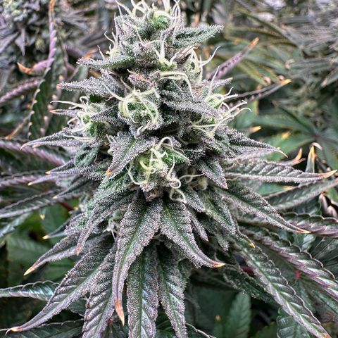 Blue Zushi growlog timeline photo