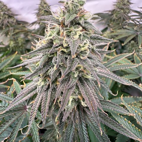 Blue Zushi growlog timeline photo