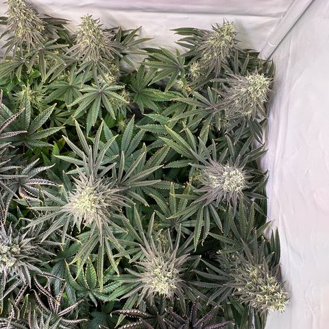 Blue Zushi growlog timeline photo