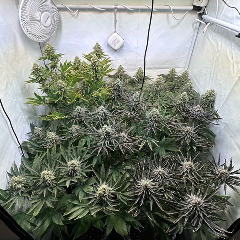 Animal Cookies growlog timeline photo