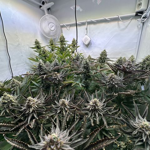 Animal Cookies growlog timeline photo