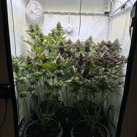 Animal Cookies growlog timeline photo