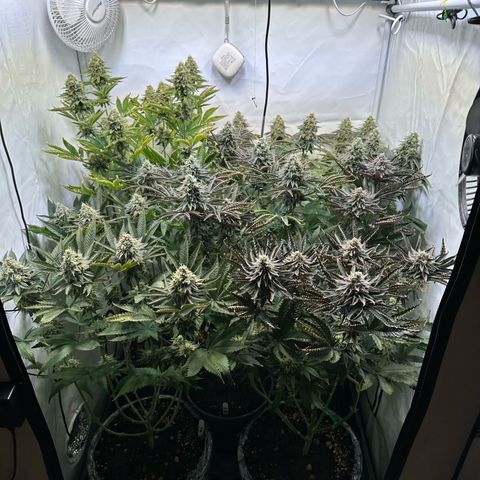 Animal Cookies growlog timeline photo