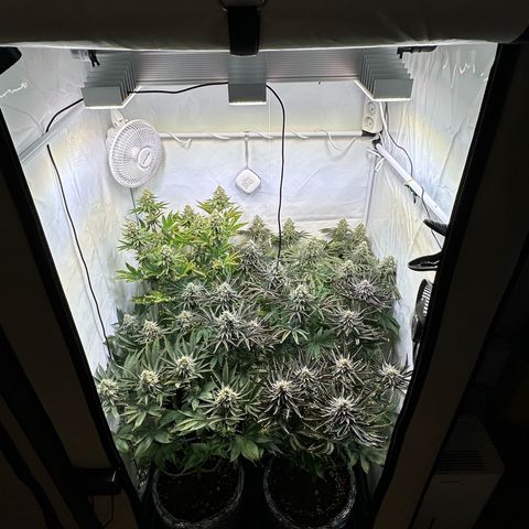Animal Cookies growlog timeline photo