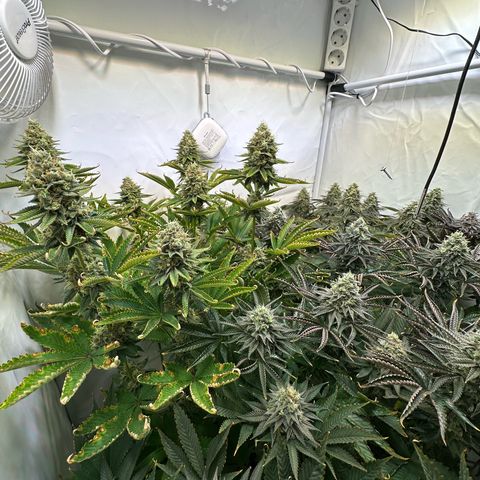 Animal Cookies growlog timeline photo