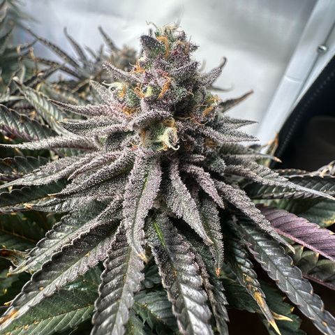 Orange Bud 2.0 growlog timeline photo