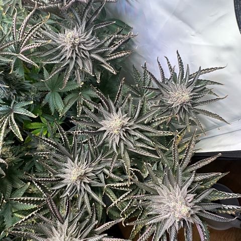 Orange Bud 2.0 growlog timeline photo