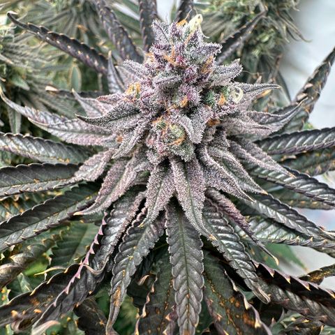 Orange Bud 2.0 growlog timeline photo