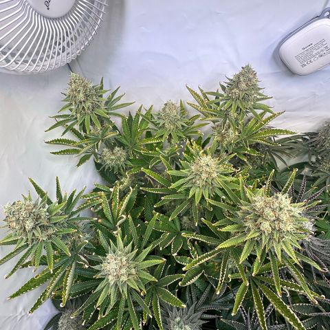 RS11 growlog timeline photo