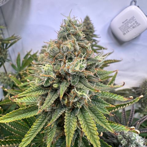 RS11 growlog timeline photo