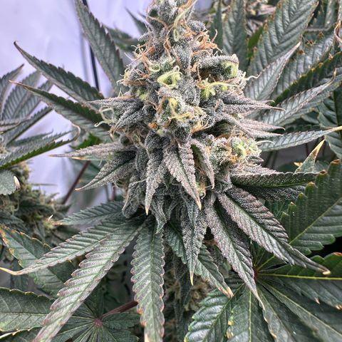 Animal Cookies growlog timeline photo