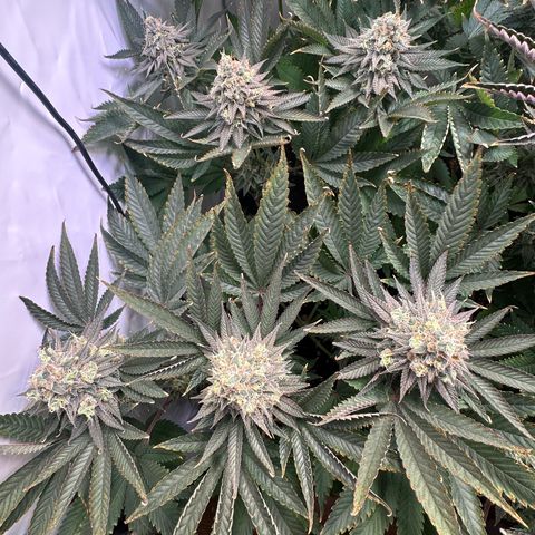 Animal Cookies growlog timeline photo