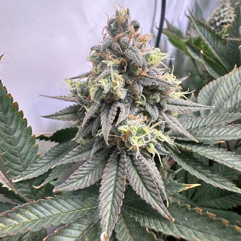 Animal Cookies growlog timeline photo