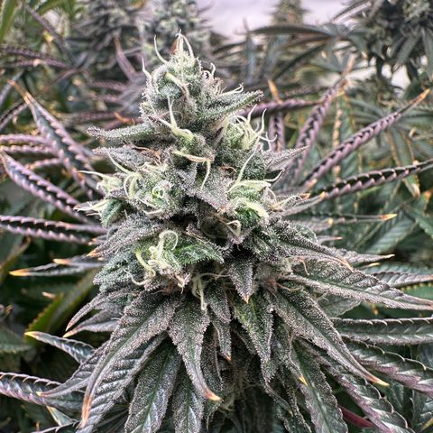 Blue Zushi growlog timeline photo