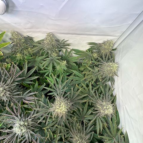 Blue Zushi growlog timeline photo