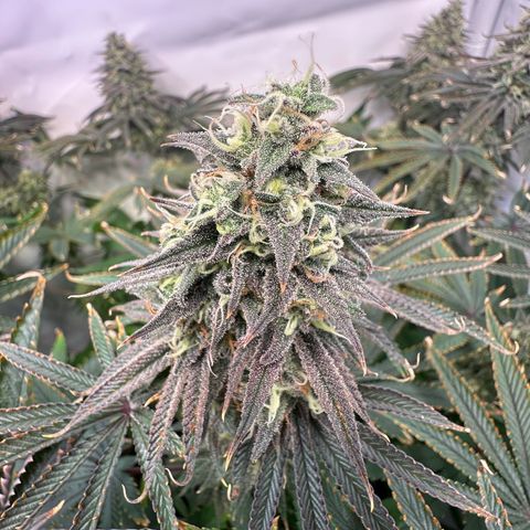 Blue Zushi growlog timeline photo