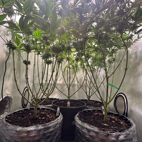 Animal Cookies growlog timeline photo