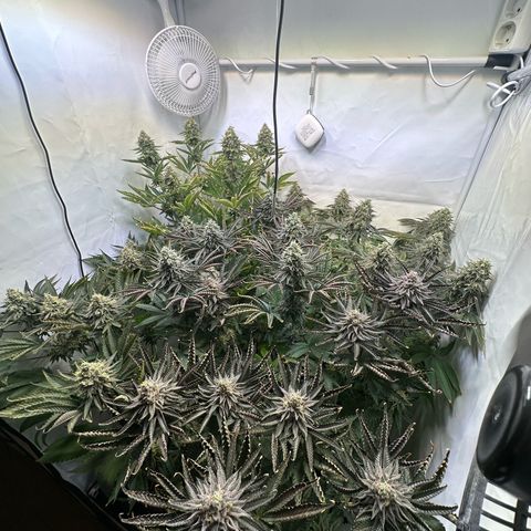 Animal Cookies growlog timeline photo