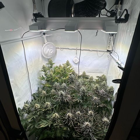 Animal Cookies growlog timeline photo