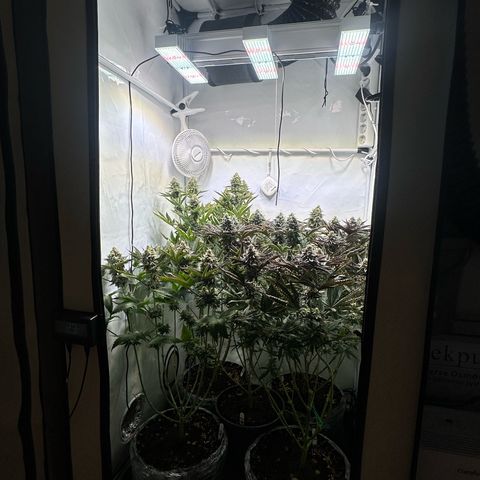Animal Cookies growlog timeline photo