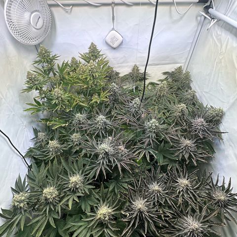 Animal Cookies growlog timeline photo