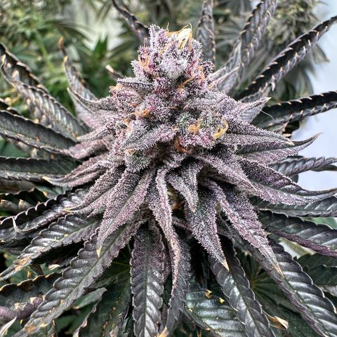 Orange Bud 2.0 growlog timeline photo