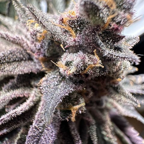 Orange Bud 2.0 growlog timeline photo