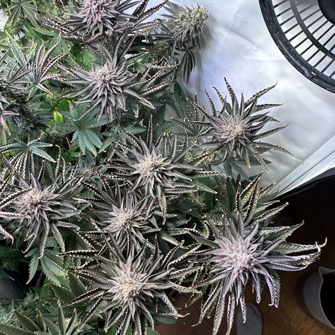 Orange Bud 2.0 growlog timeline photo
