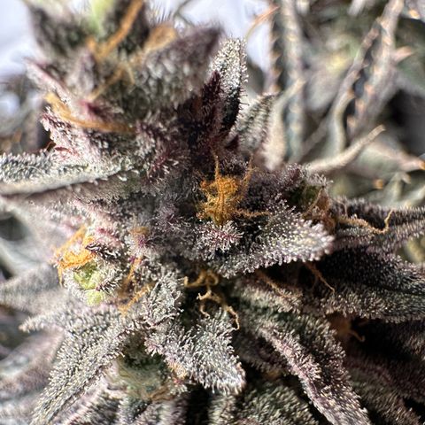 Orange Bud 2.0 growlog timeline photo