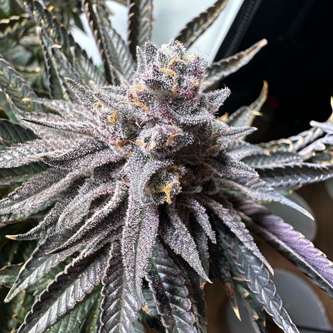 Orange Bud 2.0 growlog timeline photo