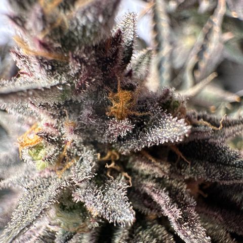 Orange Bud 2.0 growlog timeline photo