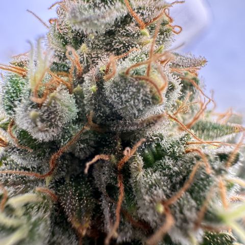 RS11 growlog timeline photo
