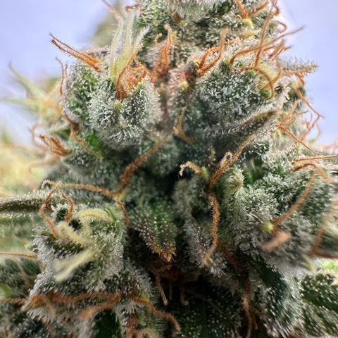 RS11 growlog timeline photo