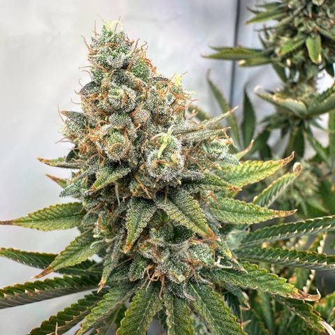 RS11 growlog timeline photo