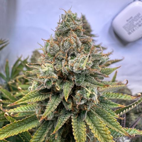 RS11 growlog timeline photo