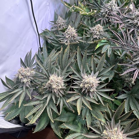 Animal Cookies growlog timeline photo