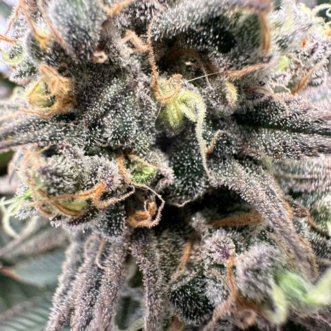 Animal Cookies growlog timeline photo