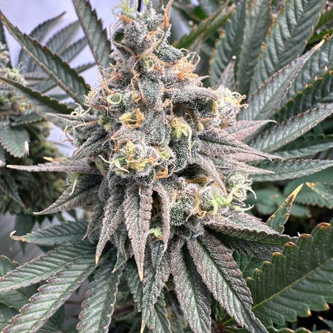 Animal Cookies growlog timeline photo