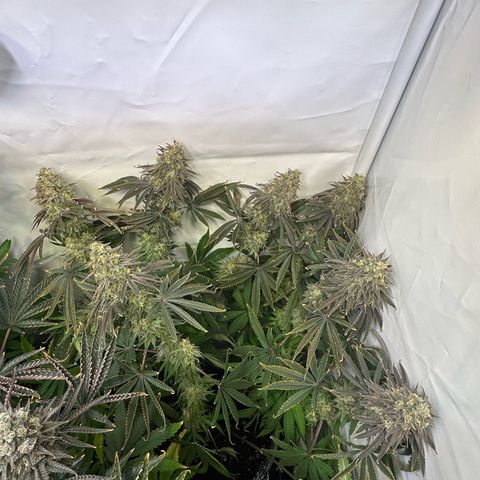 Blue Zushi growlog timeline photo