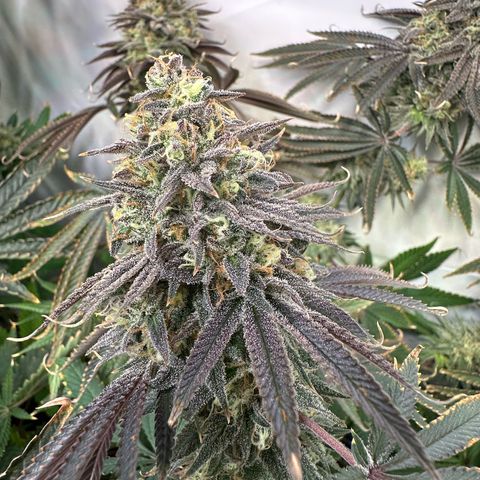 Blue Zushi growlog timeline photo