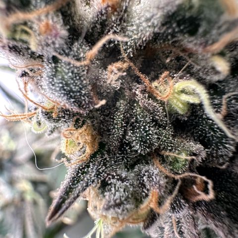 Blue Zushi growlog timeline photo