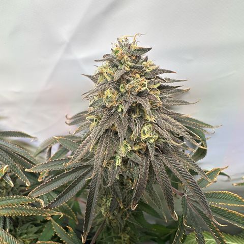 Blue Zushi growlog timeline photo